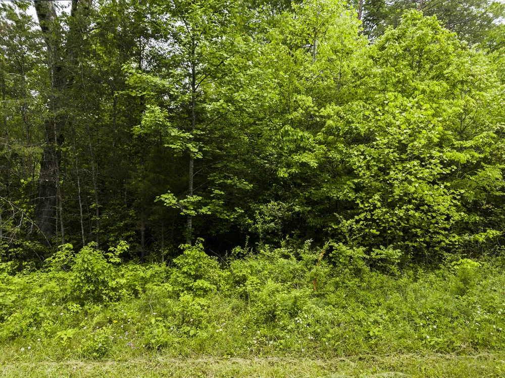 2361 Colony Road Gruetli Laager, TN 37339