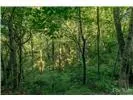 Lot 28 Rushing Falls Way Bryson City, NC 28713