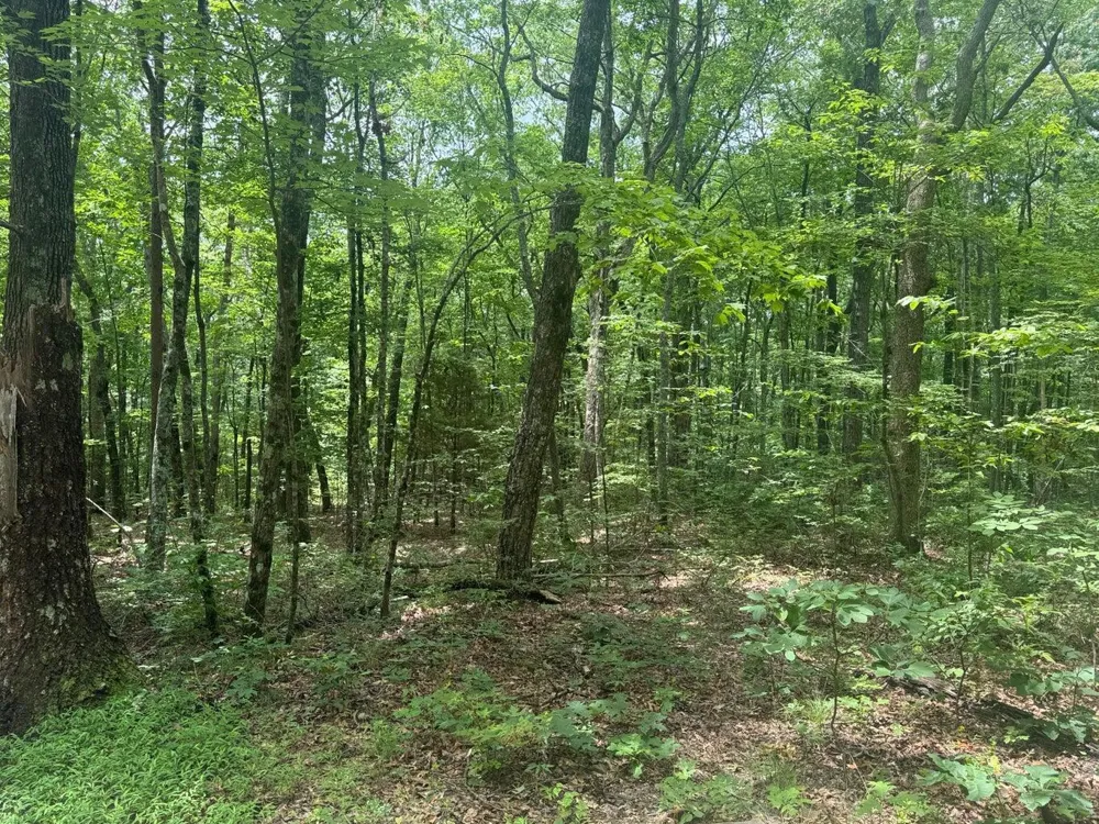 1869 Windridge Dunlap, TN 37327