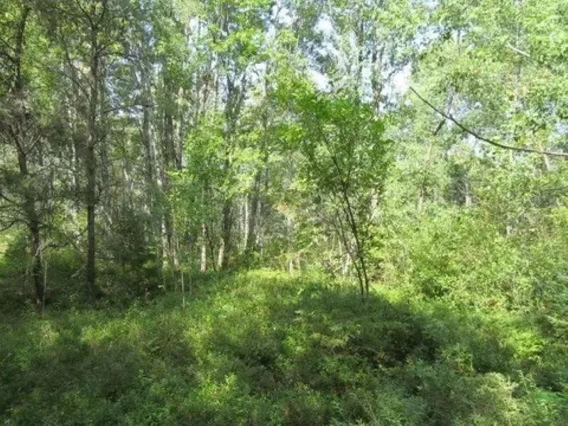 M-55 Haring Charter Township, MI 49601