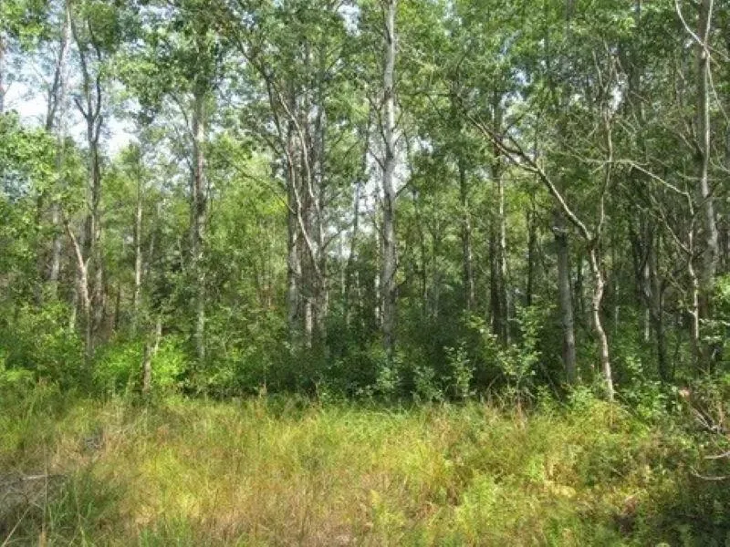 M-55 Haring Charter Township, MI 49601