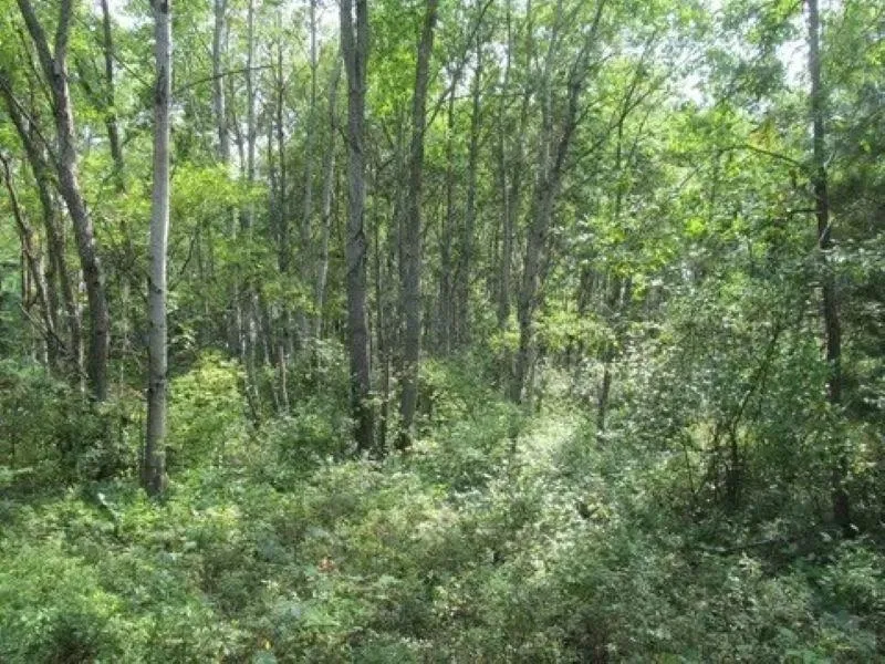 M-55 Haring Charter Township, MI 49601