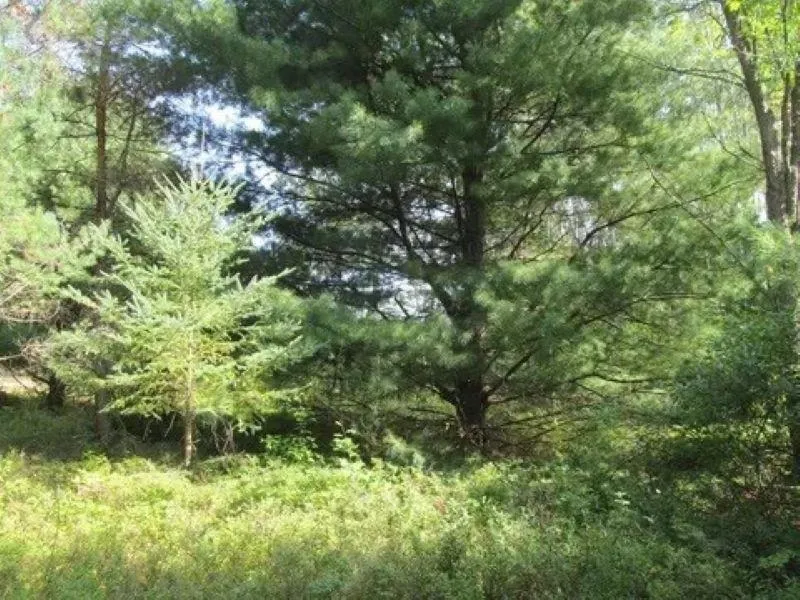 M-55 Haring Charter Township, MI 49601