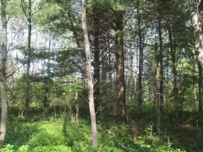 M-55 Haring Charter Township, MI 49601