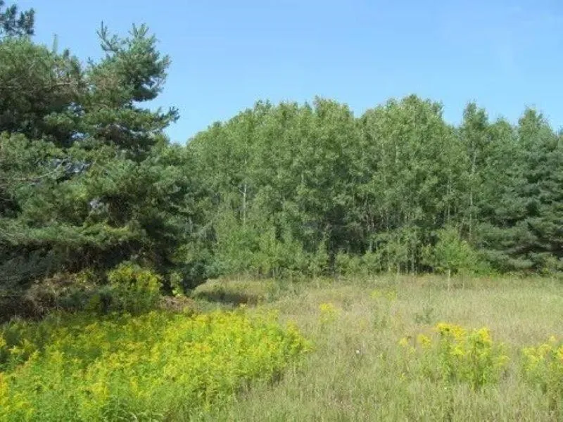 M-55 Haring Charter Township, MI 49601