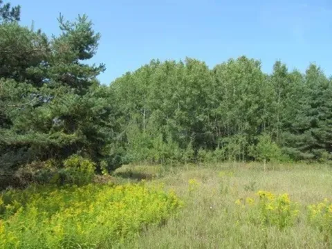 M-55