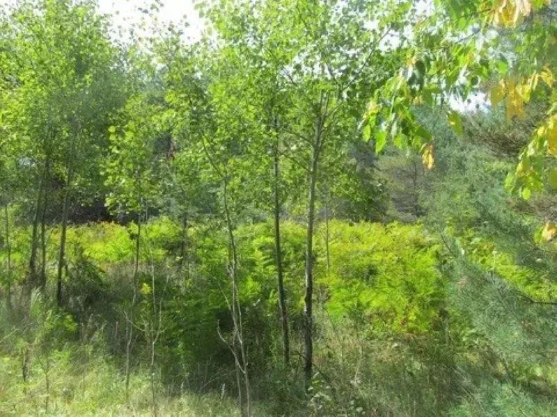 M-55 Haring Charter Township, MI 49601