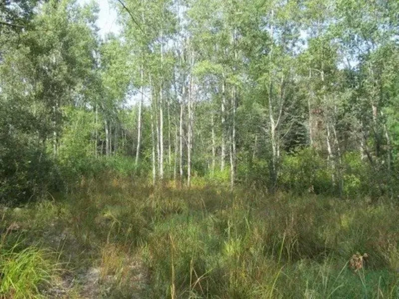 M-55 Haring Charter Township, MI 49601