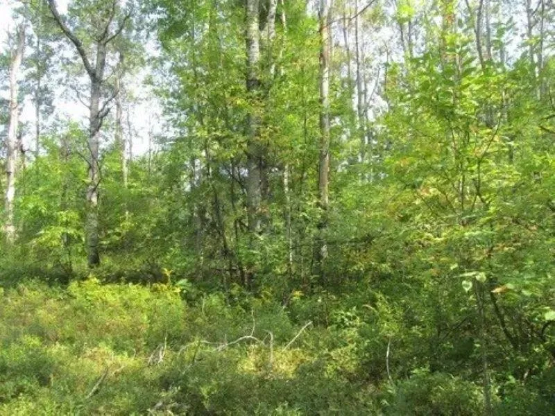M-55 Haring Charter Township, MI 49601