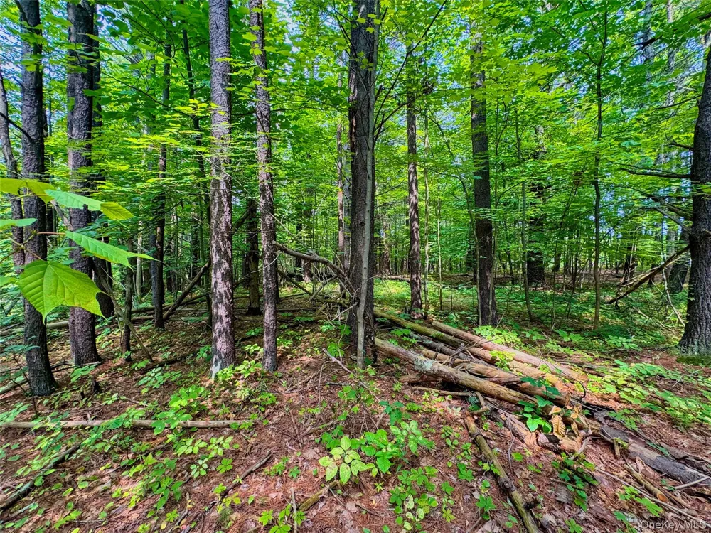 4480 State Route 23 Cairo, NY 12413