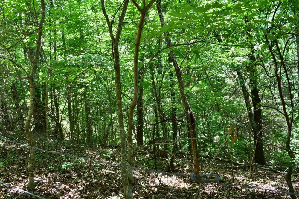 1319 Ideal Valley Road Spring City, TN 37381