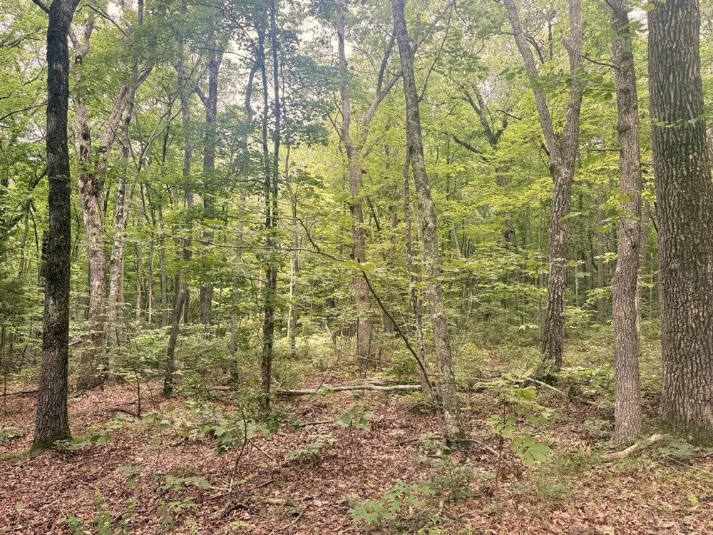 5973 Windridge Drive Dunlap, TN 37327
