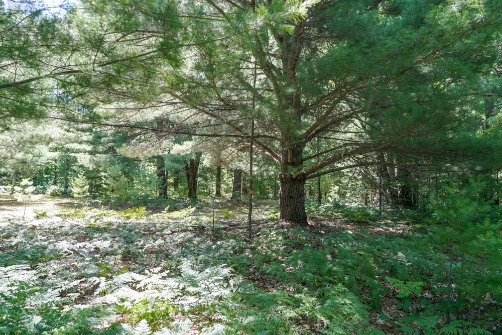 11775 Country Acres Drive Unknown, MI 49643