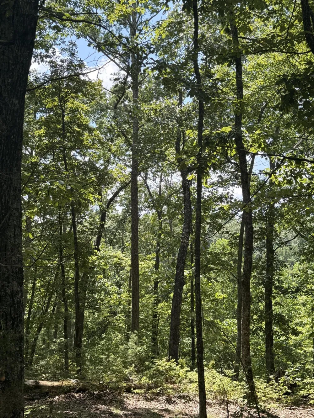 12 Old Harris Turnpike Road South Pittsburg, TN 37380