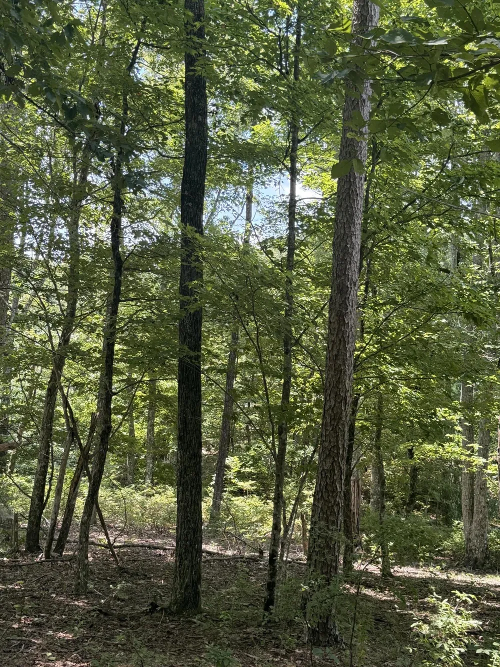12 Old Harris Turnpike Road South Pittsburg, TN 37380