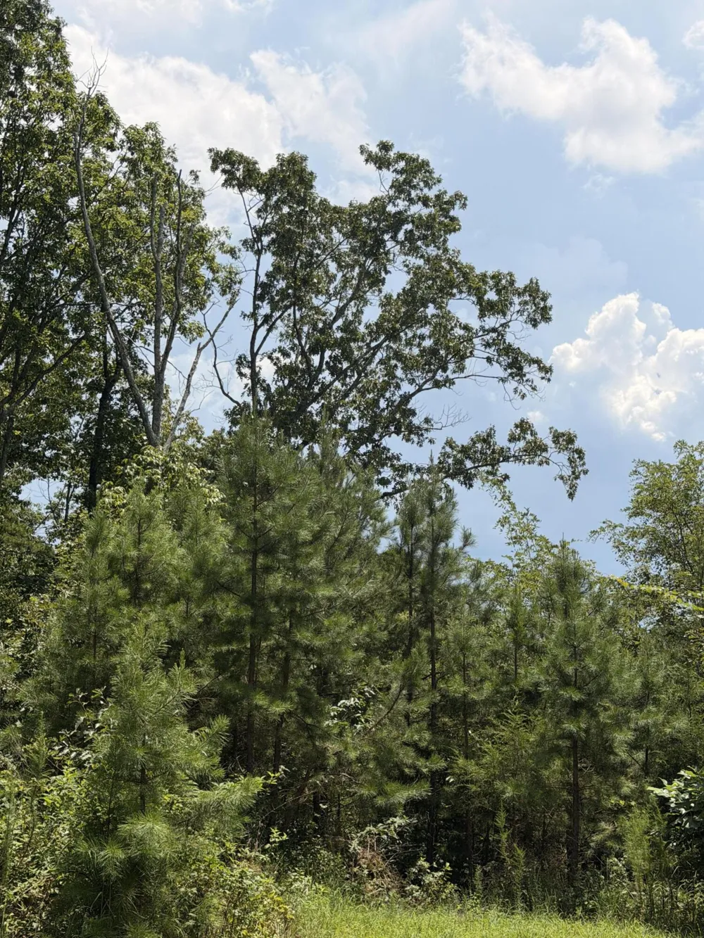 12 Old Harris Turnpike Road South Pittsburg, TN 37380