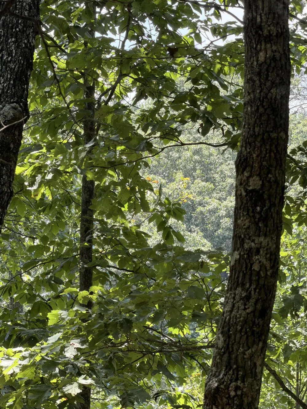 12 Old Harris Turnpike Road South Pittsburg, TN 37380