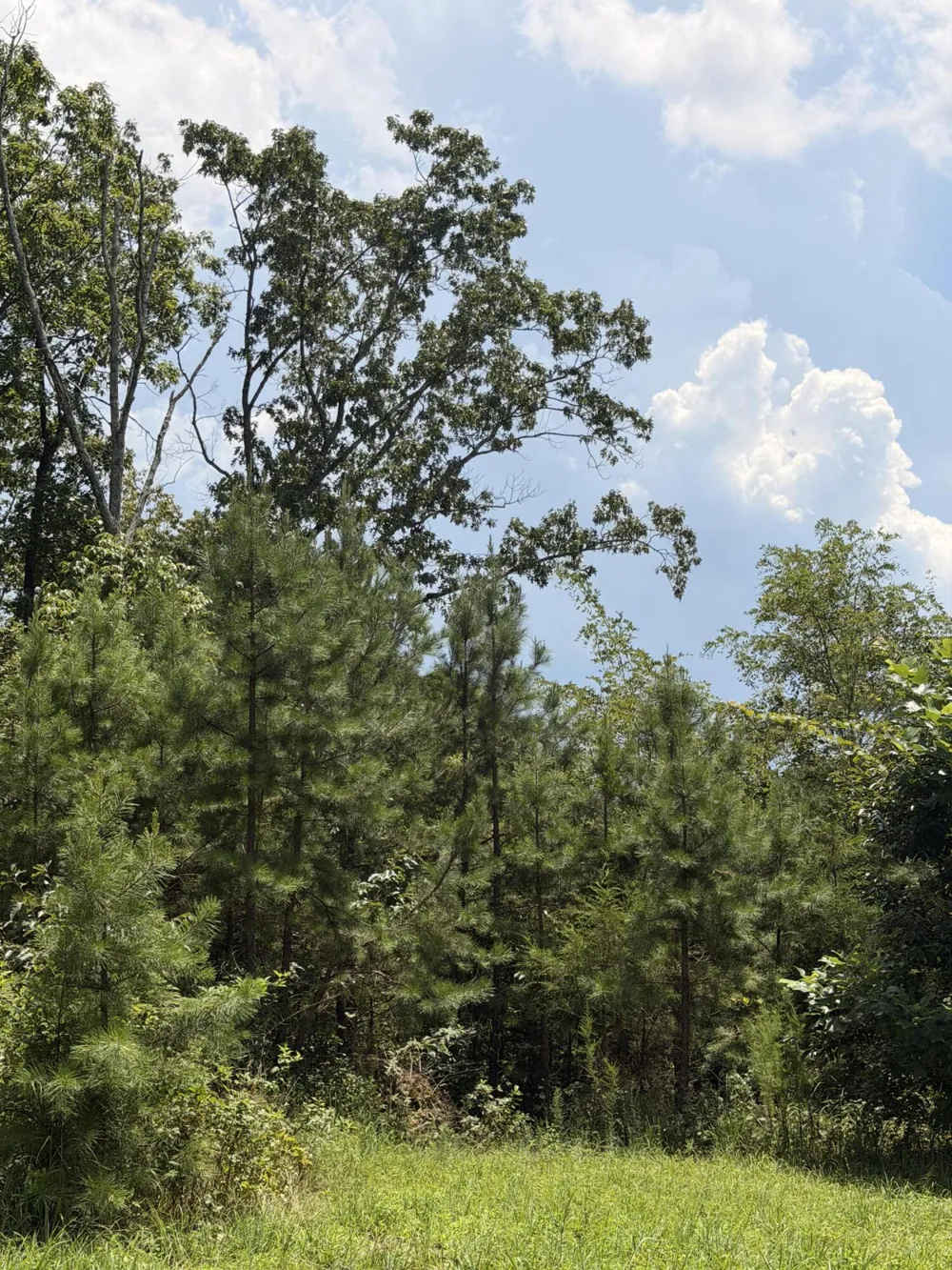 12 Old Harris Turnpike Road South Pittsburg, TN 37380