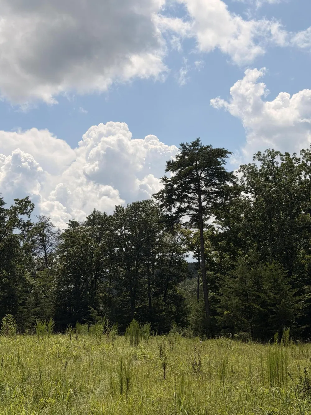 12 Old Harris Turnpike Road South Pittsburg, TN 37380