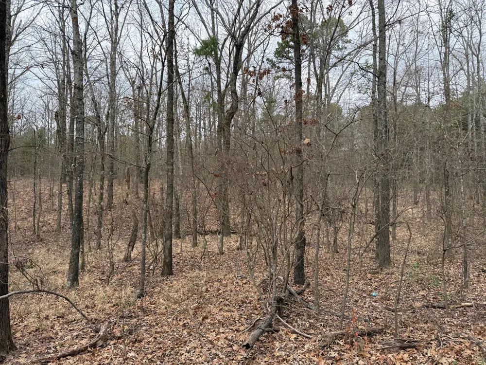 County Road 3986 Winnsboro, TX 75494
