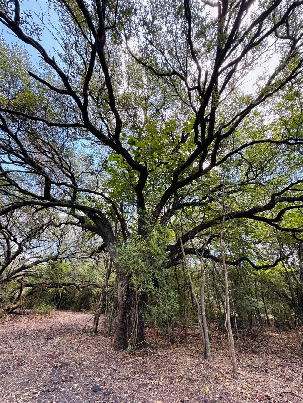 4400 Klekar-Gin Schulenburg, TX 78956