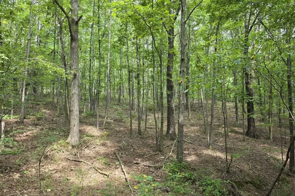 0 Dukes Park Rd Summertown, TN 38483