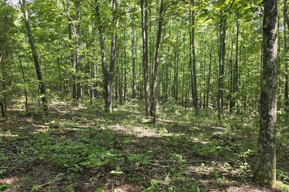 0 Dukes Park Rd Summertown, TN 38483