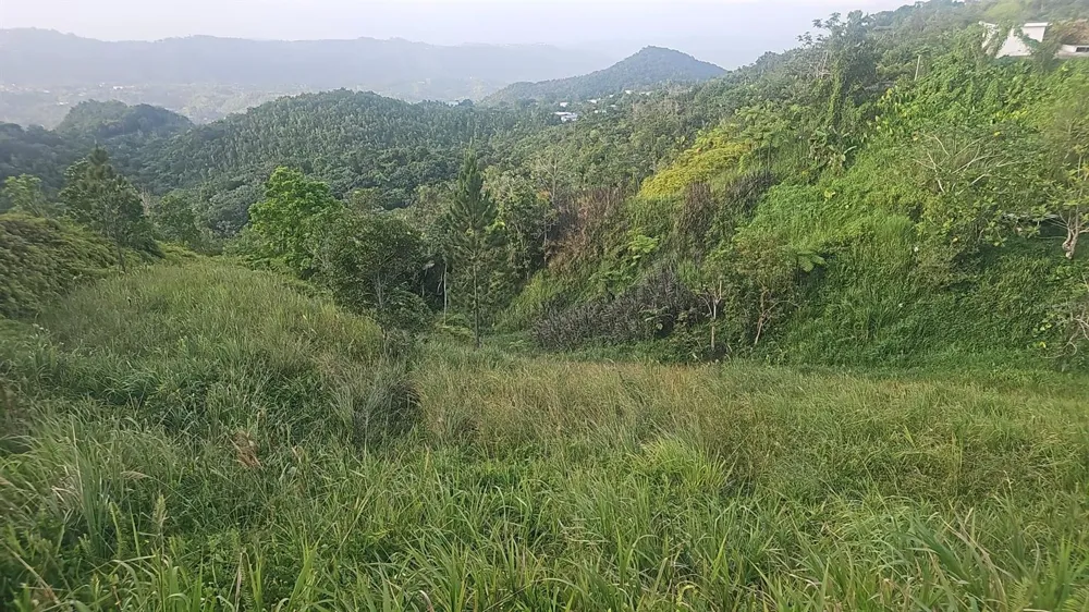 PR 785 KM 5.0 Aguas Buenas, PR 00703