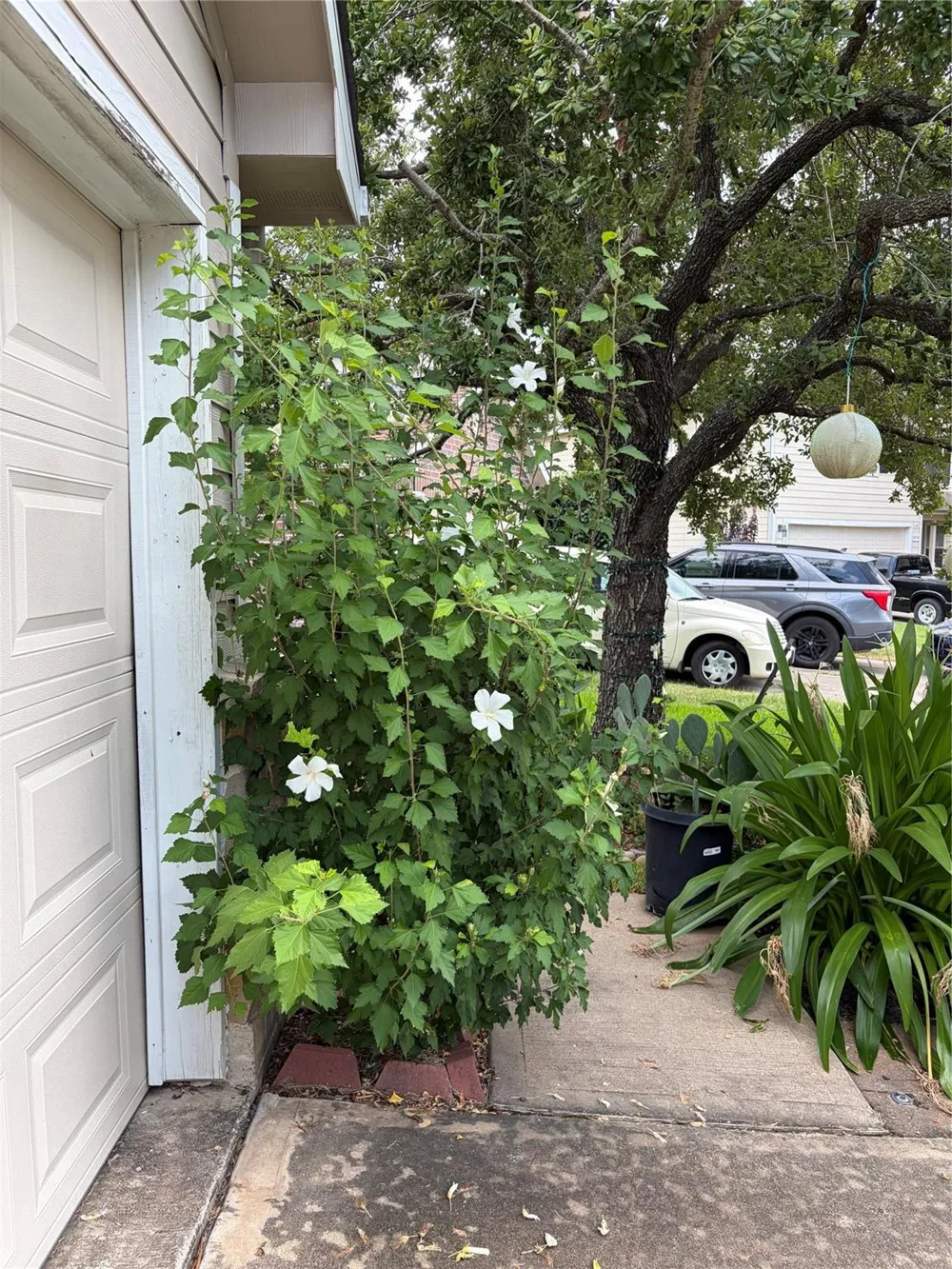 11042 Warath Oak Court Houston, TX 77065