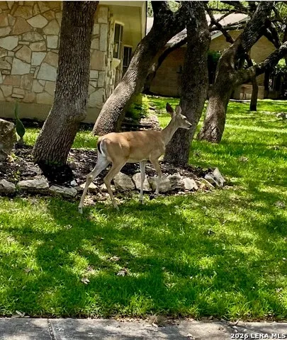 4038 RIVER FLS San Antonio, TX 78259
