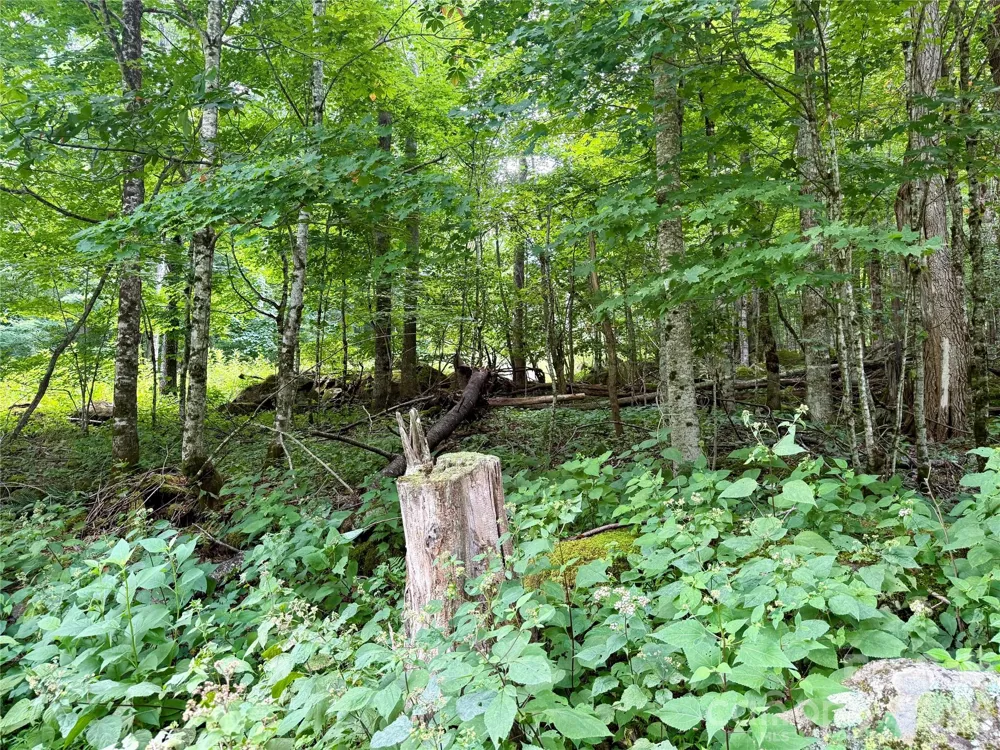 TBD Ali Avenue #5 Bakersville, NC 28705