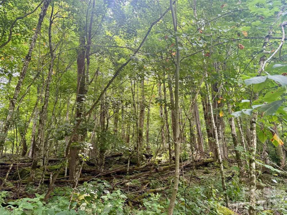 TBD Ali Avenue #5 Bakersville, NC 28705
