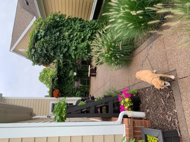 830 Constitution Street Canton Charter Township, MI 48188