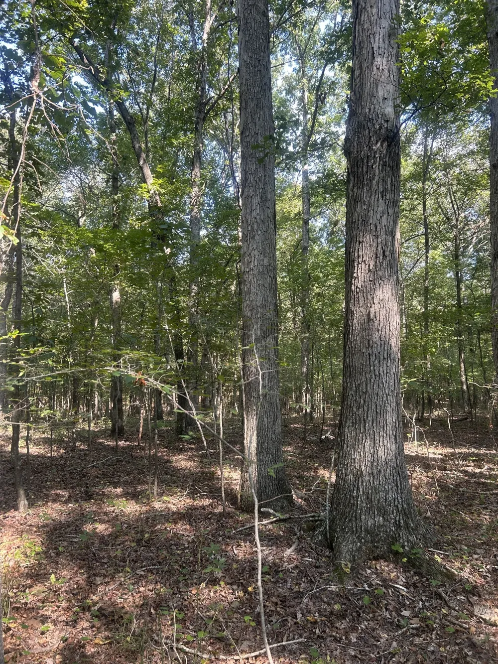 0 Cedar Grove Rd Big Sandy, TN 38221