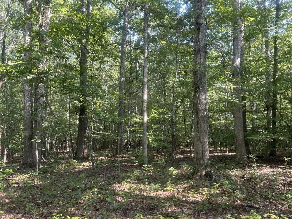 0 Cedar Grove Rd Big Sandy, TN 38221