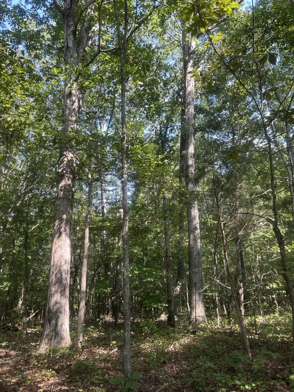 0 Cedar Grove Rd Big Sandy, TN 38221
