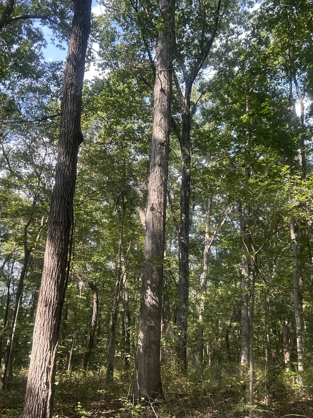0 Cedar Grove Rd Big Sandy, TN 38221