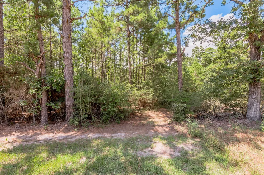 Fm 355 Trinity, TX 75862