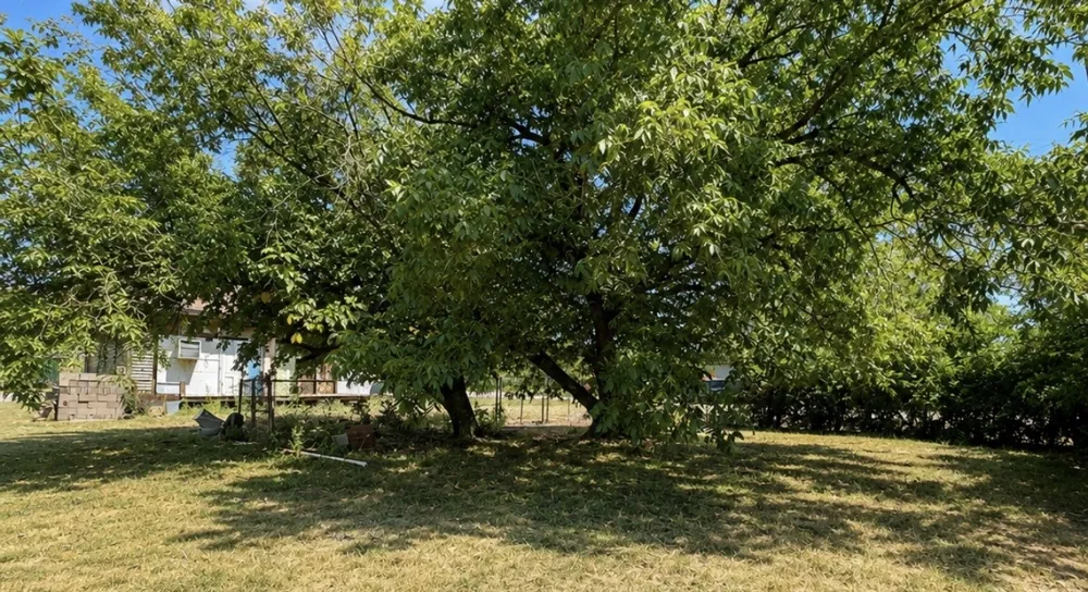 114 S Mills Street West, TX 76691