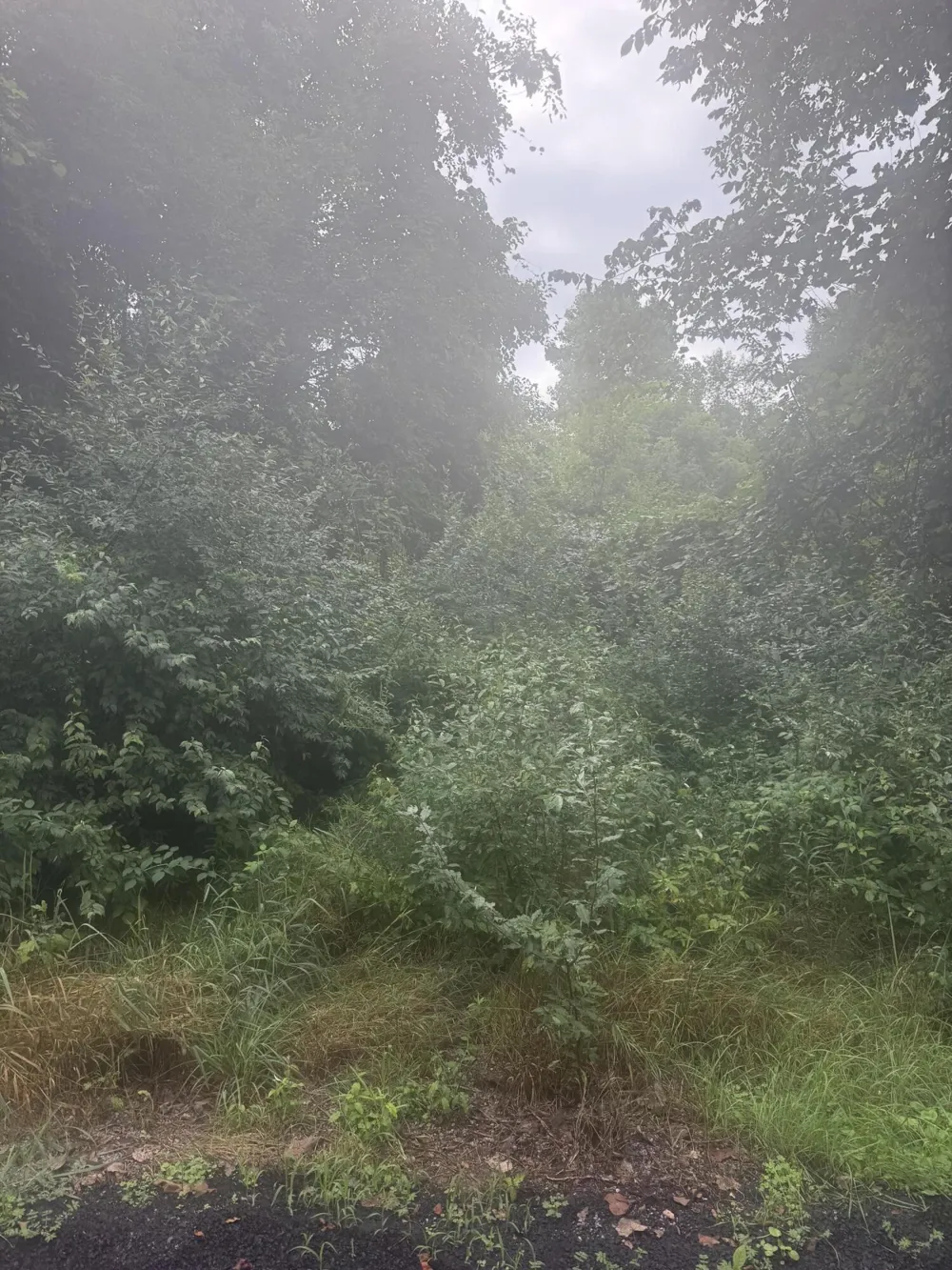 Heather Ridge Road #lot 6 Phase 2 Marshall, MI 49068