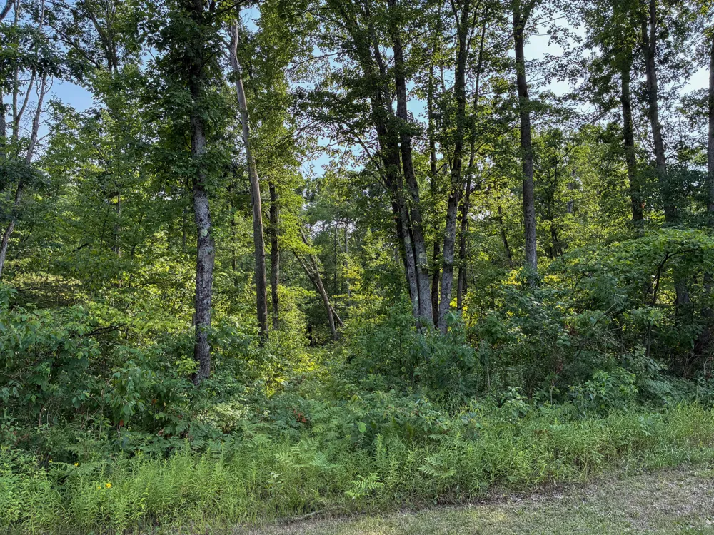 E Jackson Street White Cloud, MI 49349