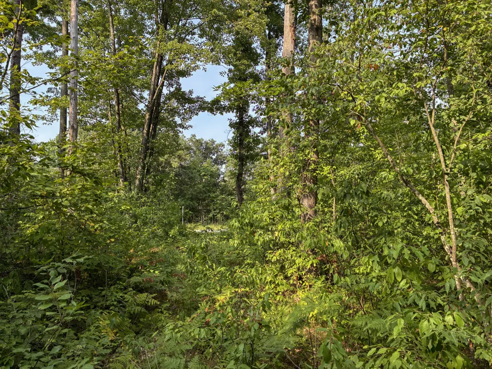 E Jackson Street White Cloud, MI 49349