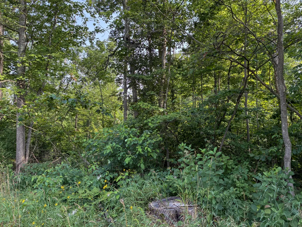 E Jackson Street White Cloud, MI 49349