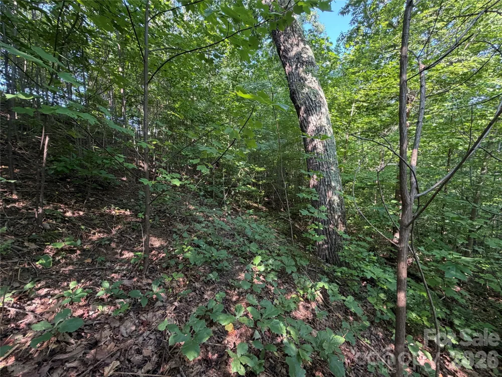 00 Holland Drive #24 Columbus, NC 28722