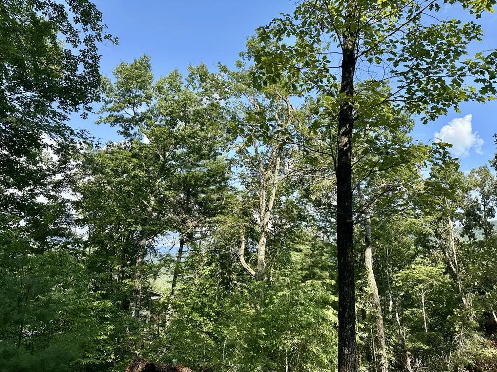 TBD Stonefly Cove Hayesville, NC 28904