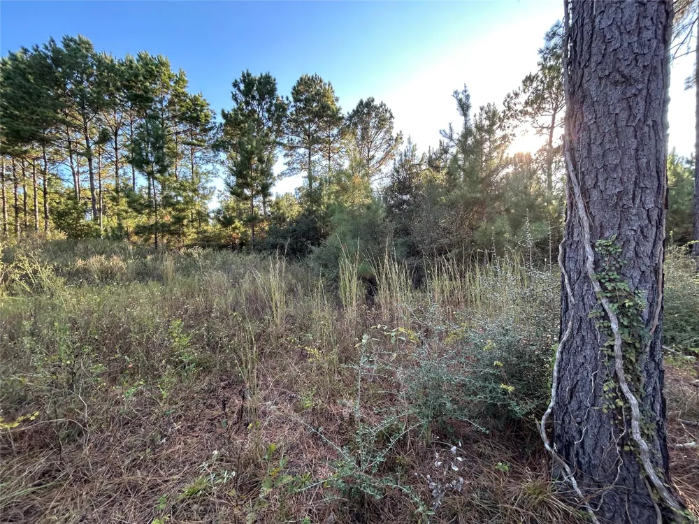 12 Fm 230 Lovelady, TX 77854