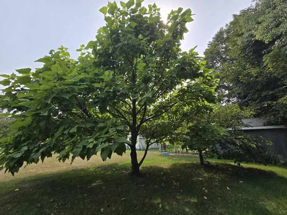 10702 Cutler Street Chippewa Township, MI 49320