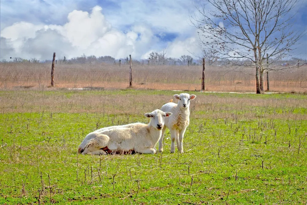 305 County Road 108 Caldwell, TX 77836