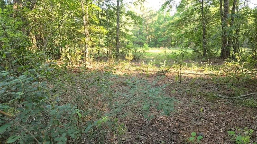 Bones Way Ln Shepherd, TX 77371