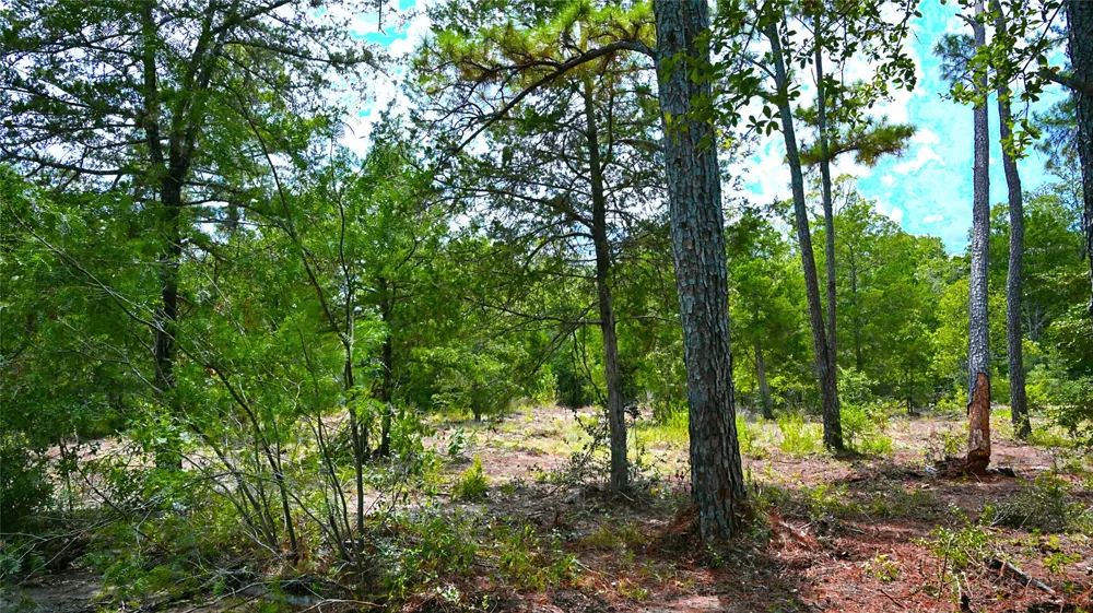 Modock Drive Bastrop, TX 78602
